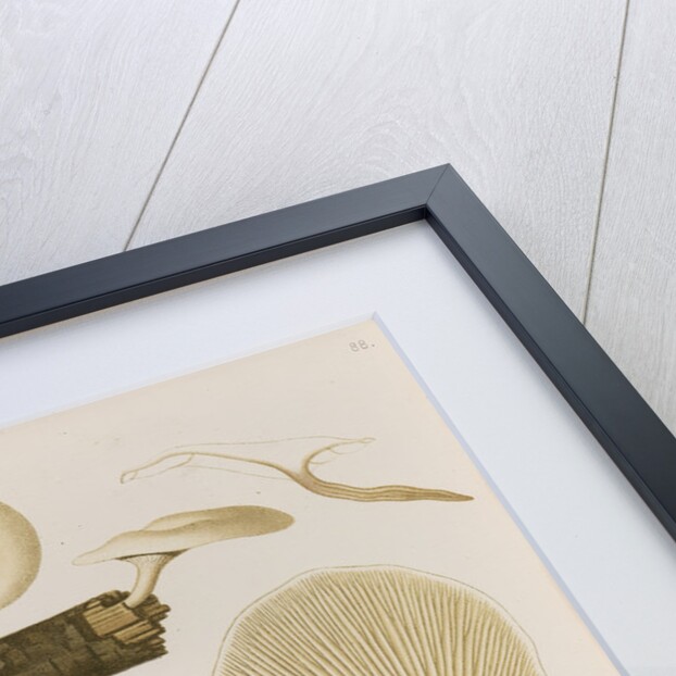 Specimens of Pleurotus [Oyster mushrooms] by Abraham Lundquist & Company