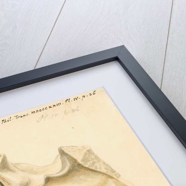 Indian elephant eardrum and mastoid cells by William Clift