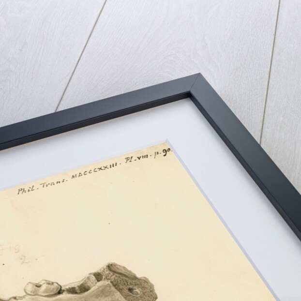 Fossil wolf jawbone by William Clift