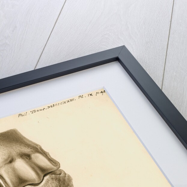 Fossil metacarpal bones of a bos by William Clift