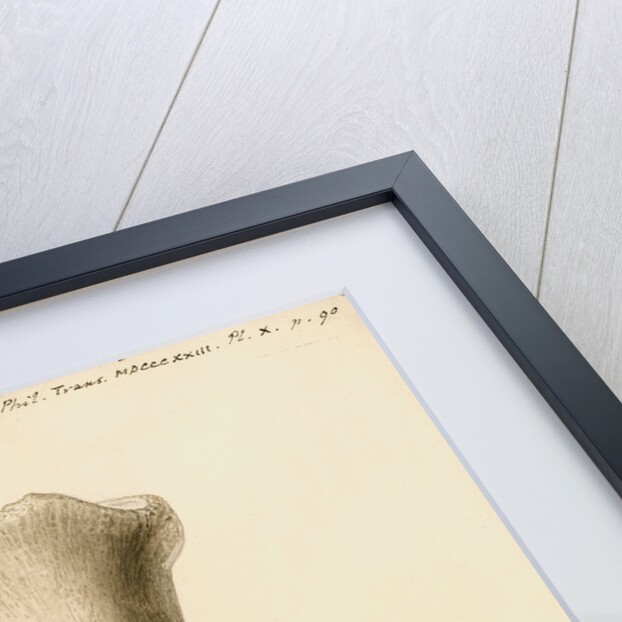 Fossil horse foot by William Clift