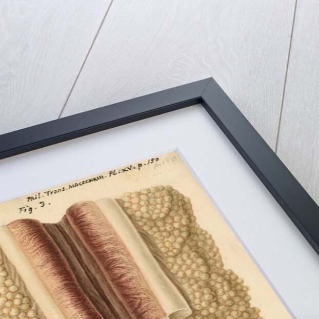 Ovaries and testes of the lamprey and conger eel by Franz Andreas Bauer