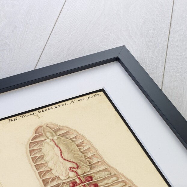 Earthworm by Franz Andreas Bauer