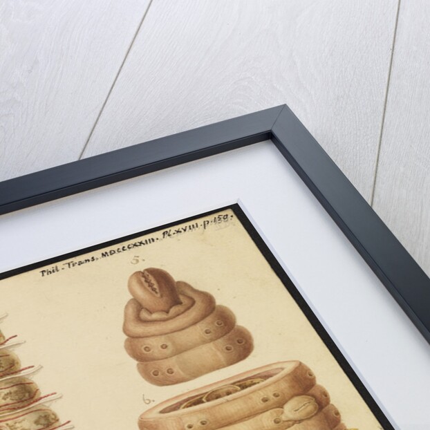 Earthworm by Franz Andreas Bauer