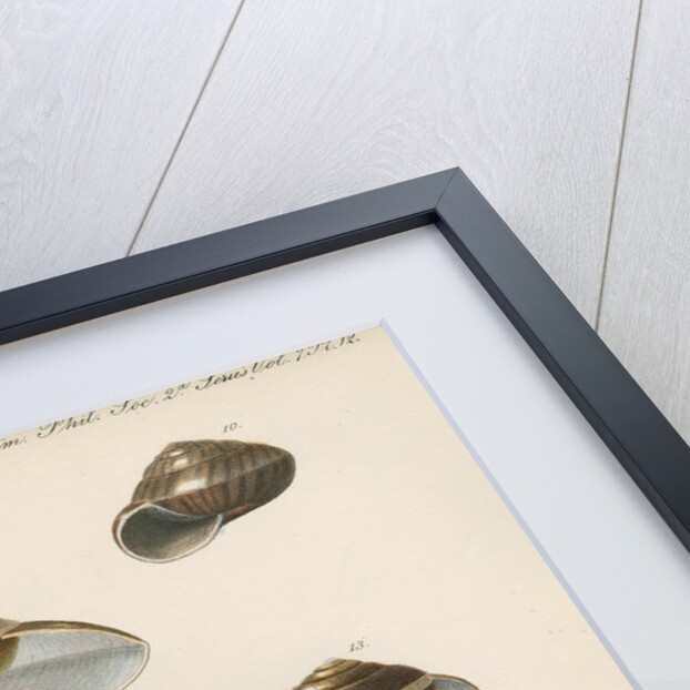 Land snail shells by Peter S Duval