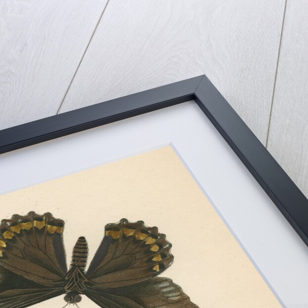 Butterflies of North and South America by Maria Eleonora Hochecker