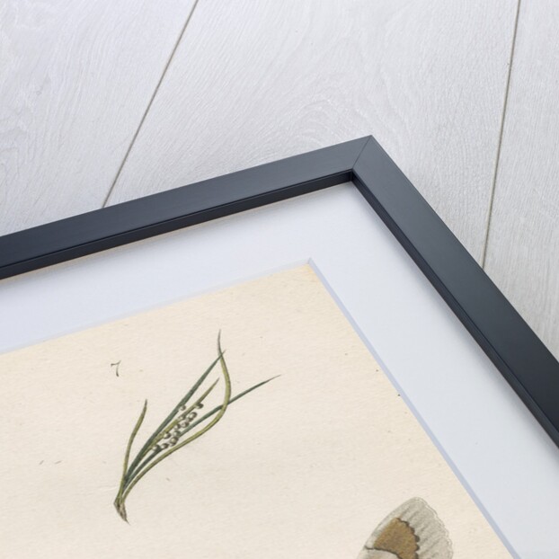 Life cycle of the Pine hawk moth by W Siegrist