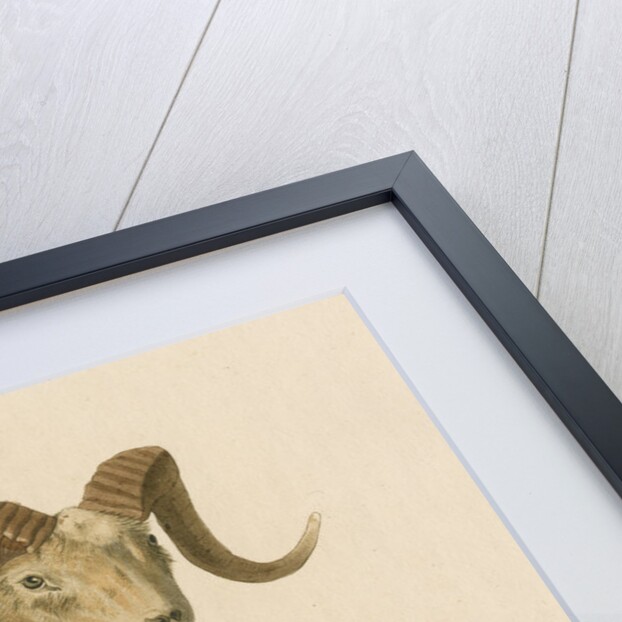 'Ovis nivicola' [Snow sheep] by J Gumpel junior