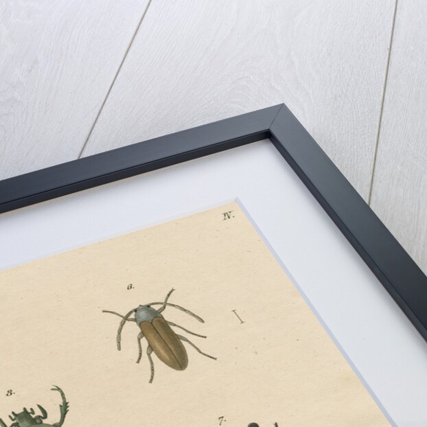 Eight specimens of beetles by J Gumpel junior