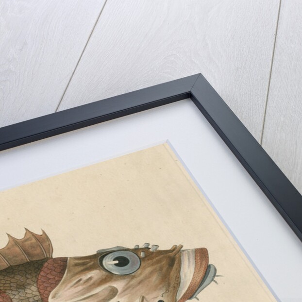 'Blepsias ventricosus' [Red Irish Lord fish] by Friedrich Guimpel