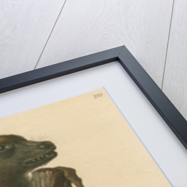 'Pteropus jubatus' [Flying fox] by C E Weber