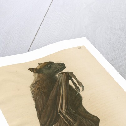 'Pteropus jubatus' [Flying fox] by C E Weber