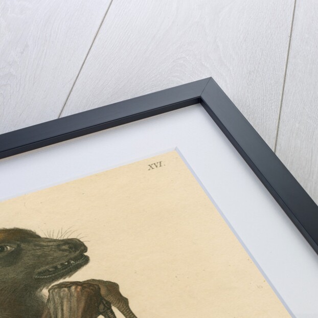 'Pteropus jubatus' [Flying fox] by C E Weber