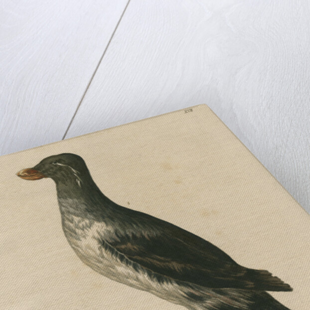 'Ombria psittacula' [Parakeet auklet] by C E Weber