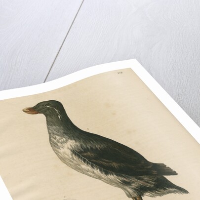 'Ombria psittacula' [Parakeet auklet] by C E Weber