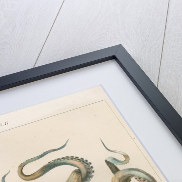 'Octopus vulagaris' [Common octopus] by Antoine Toussaint de Chazal