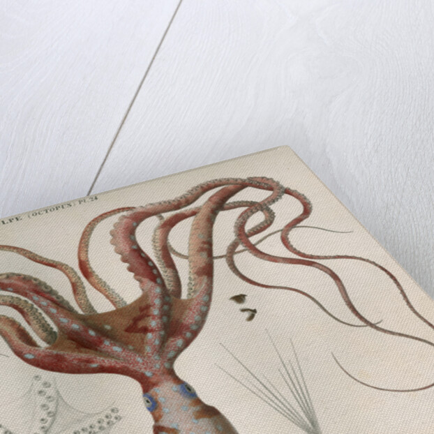 'Octopus macropus' [Atlantic white-spotted octopus] by Antoine Toussaint de Chazal