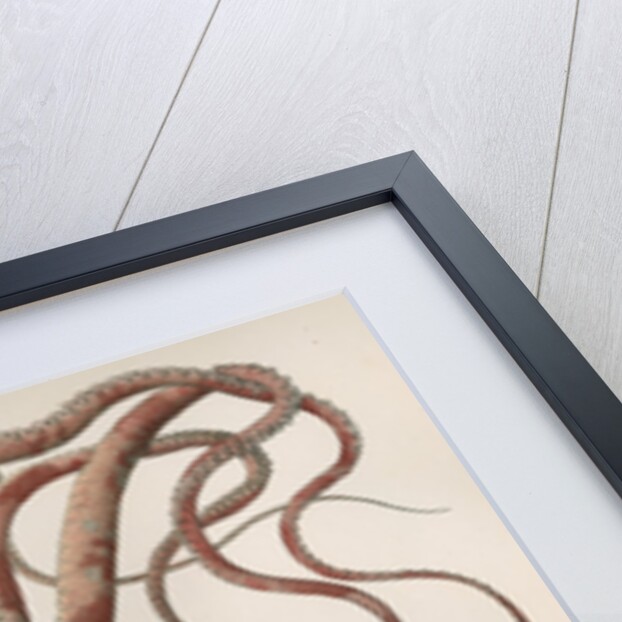 'Octopus macropus' [Atlantic white-spotted octopus] by Antoine Toussaint de Chazal