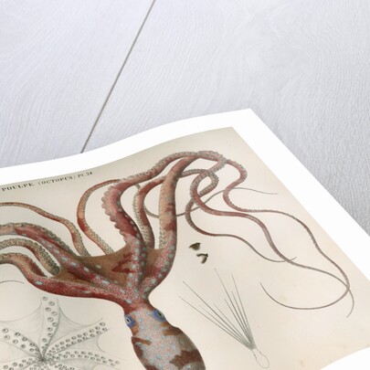 'Octopus macropus' [Atlantic white-spotted octopus] by Antoine Toussaint de Chazal