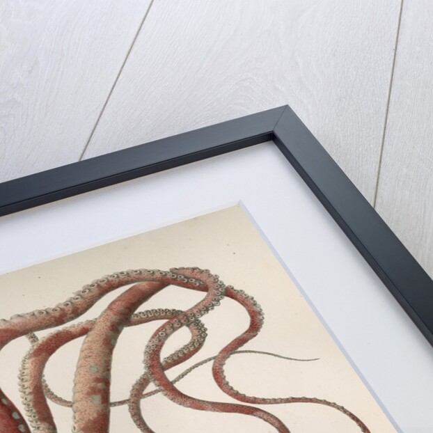 'Octopus macropus' [Atlantic white-spotted octopus] by Antoine Toussaint de Chazal