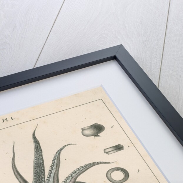 'Sepia officianalia' [Common cuttlefish] by Werner