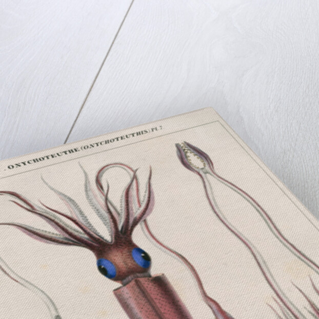 'Onychoteuthe bergii' [Clubhook squid] by Benard