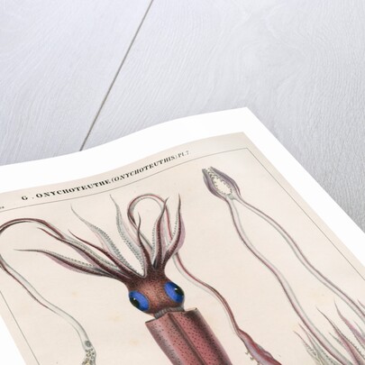 'Onychoteuthe bergii' [Clubhook squid] by Benard