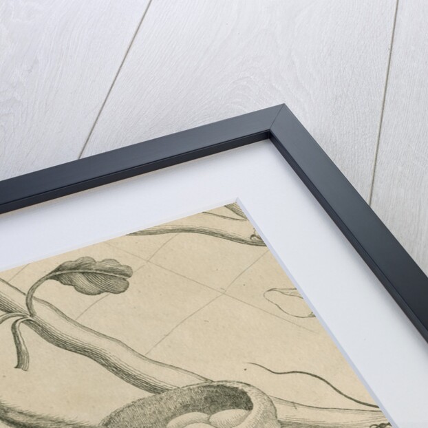 'Bird-eating spider with humming bird' by Joseph Mulder