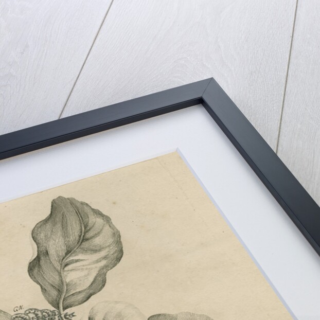 'Harlequin beetle on citron fruit' by Joseph Mulder