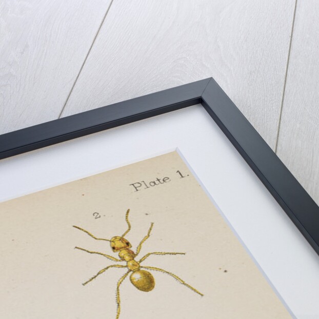 Six species of ant Six species of ant by West