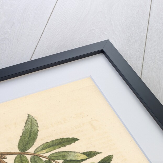 'The apple-service' [Sorb apple] by George Edwards