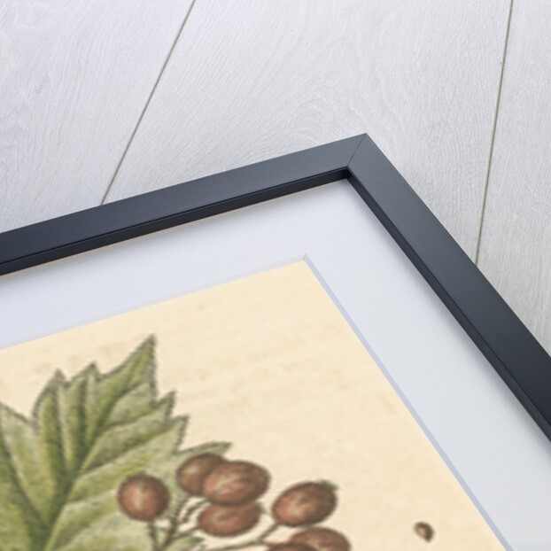 'The hand of a boy with a distempered skin, and a branch of the common Service Tree' by George Edwards