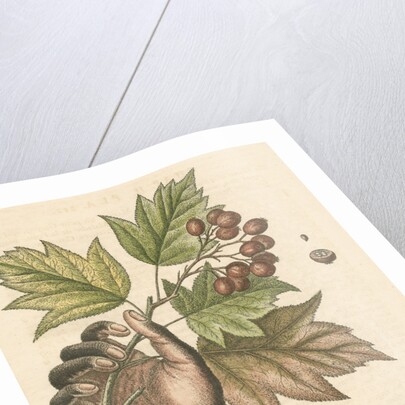 'The hand of a boy with a distempered skin, and a branch of the common Service Tree' by George Edwards