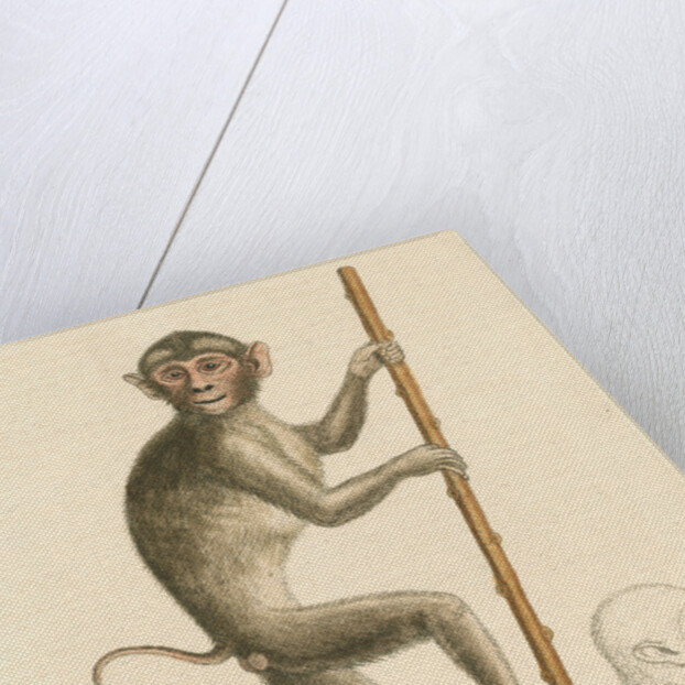 'The pig-tailed monkey from the Island of Sumatra...' [Pig tailed macaque] by George Edwards