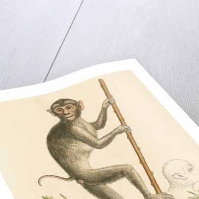 'The pig-tailed monkey from the Island of Sumatra...' [Pig tailed macaque] by George Edwards