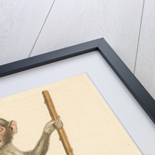 'The pig-tailed monkey from the Island of Sumatra...' [Pig tailed macaque] by George Edwards