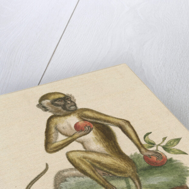 'The St Jago monkey' [Green monkey] by George Edwards