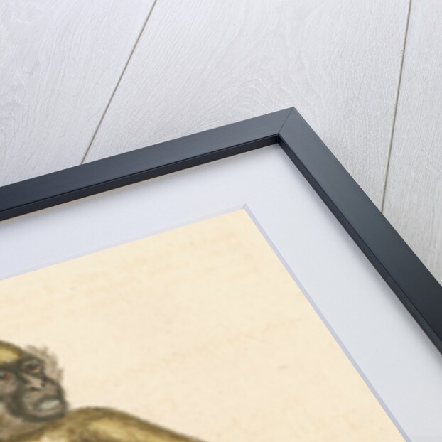 'The St Jago monkey' [Green monkey] by George Edwards