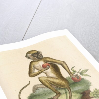 'The St Jago monkey' [Green monkey] by George Edwards