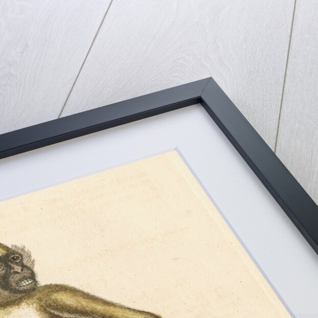 'The St Jago monkey' [Green monkey] by George Edwards