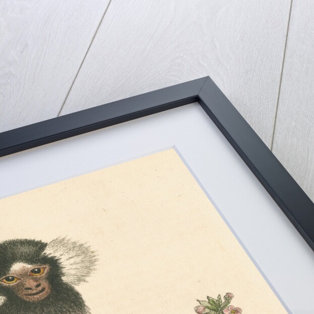 'The Sanglin, or Cagui minor' [Common marmoset] by George Edwards