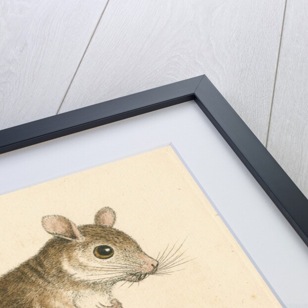 'The Gerbua' [Greater Egyptian jerboa] by George Edwards
