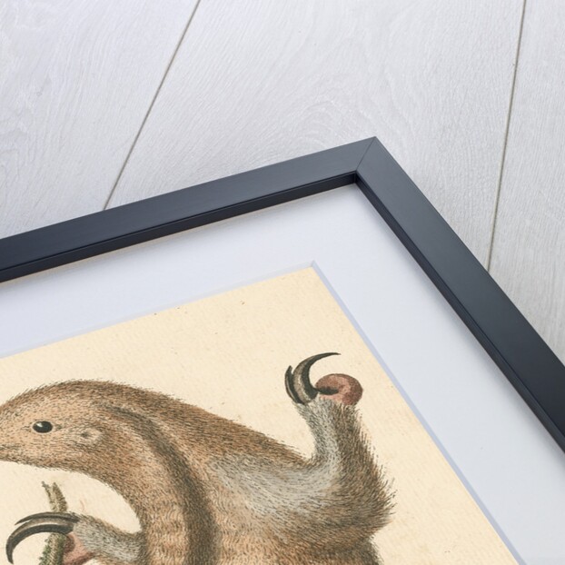 'The Little Ant-Eater' [Silky anteater ?] by George Edwards