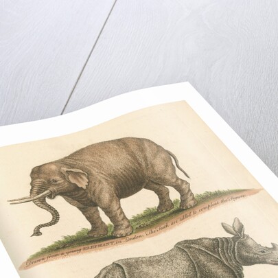 'The Elephant, and the Rhinoceros' by George Edwards