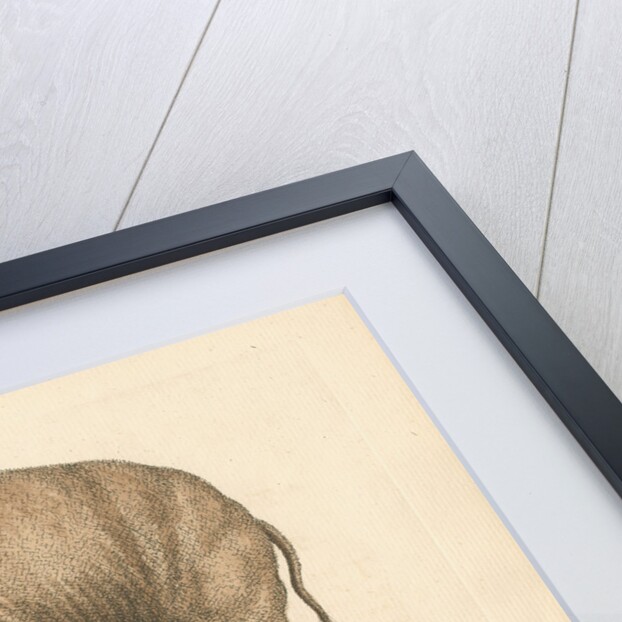 'The Elephant, and the Rhinoceros' by George Edwards