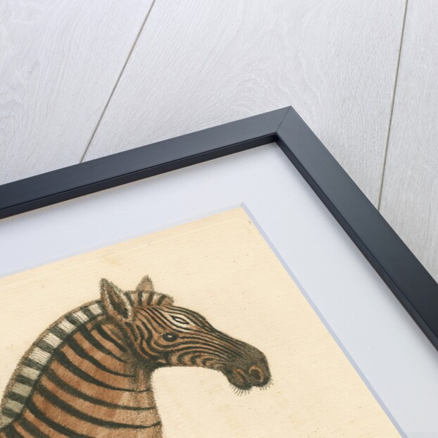 'The female Zebra' by George Edwards