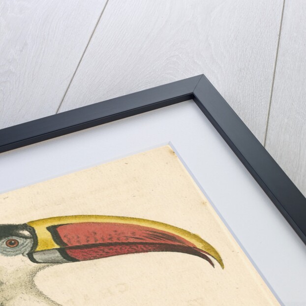 'The Red-beaked Toucan' by George Edwards