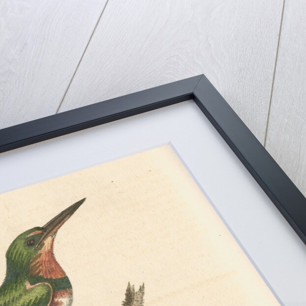 'The Little Green and Orange-coloured King-Fisher; and the Blue Lizard' by George Edwards
