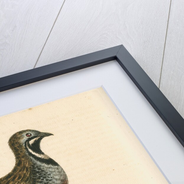 'The Chinese Quail and the Guernsey Lizard' by George Edwards