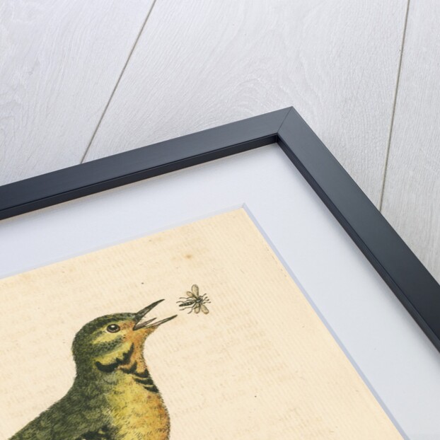 'The Yellow Water-wagtail, the Walking Leaf, &c.' by George Edwards